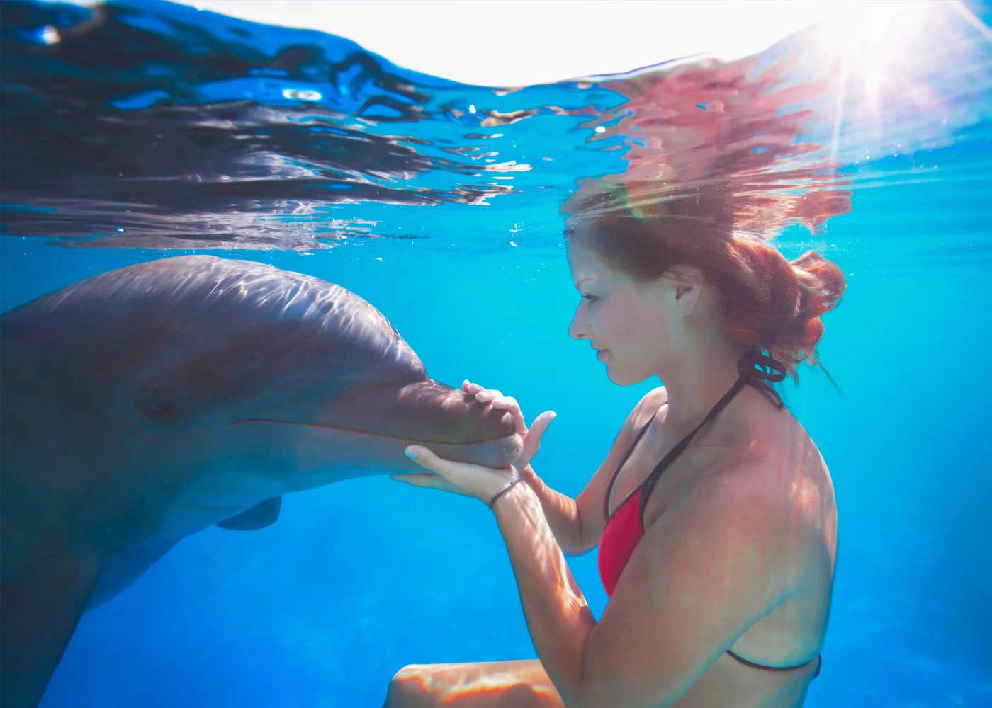 Communicate With Dolphins