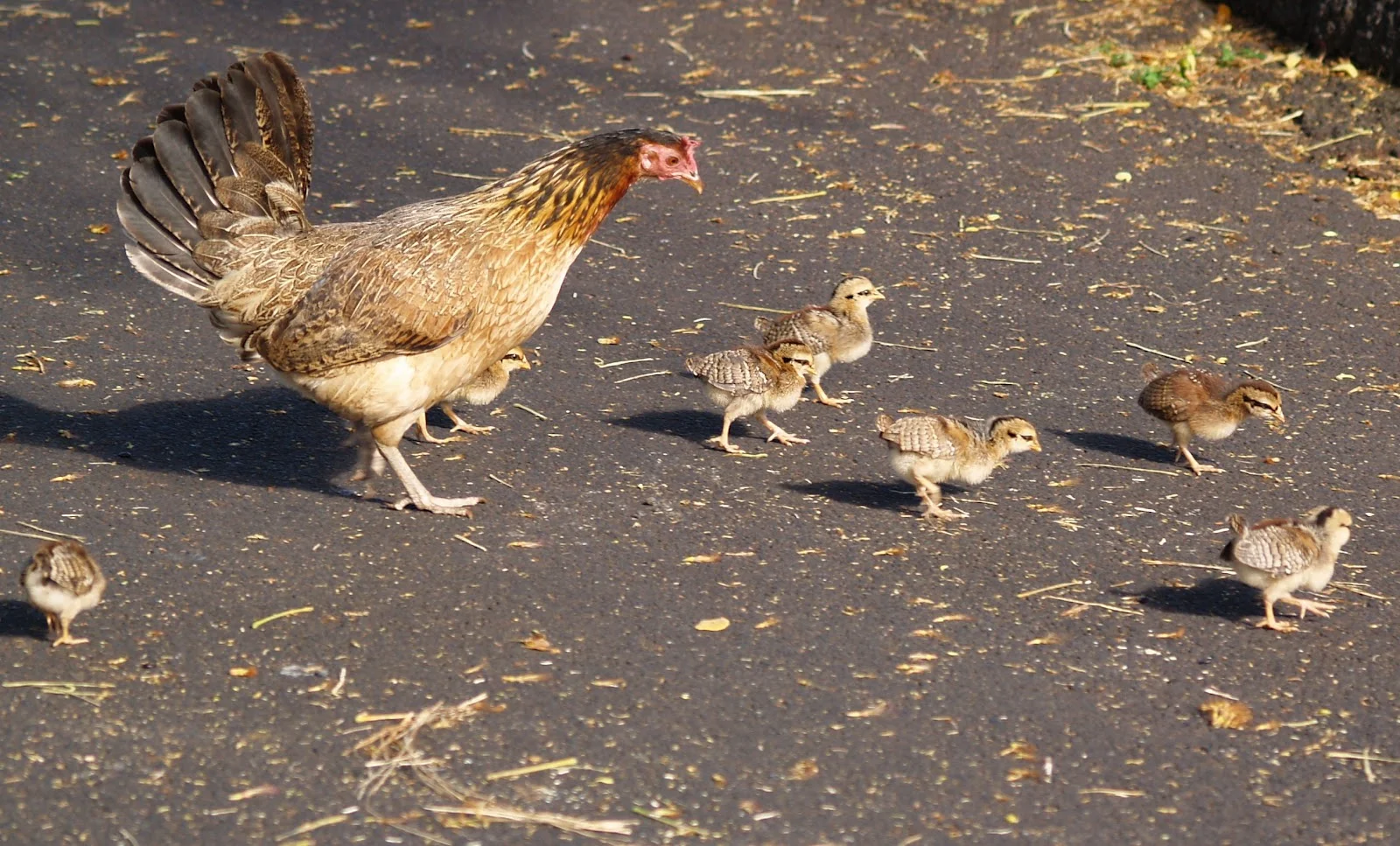 Is It Illegal to Kill Chickens in Hawaii