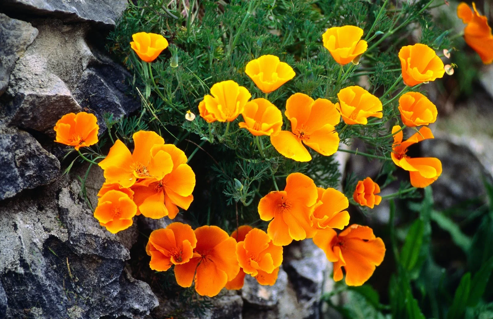 Is It Illegal to Pick California Poppies